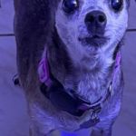 Paco